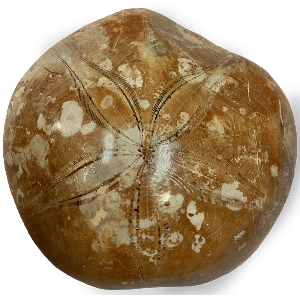 Natural Made Sand Dollar Fossil