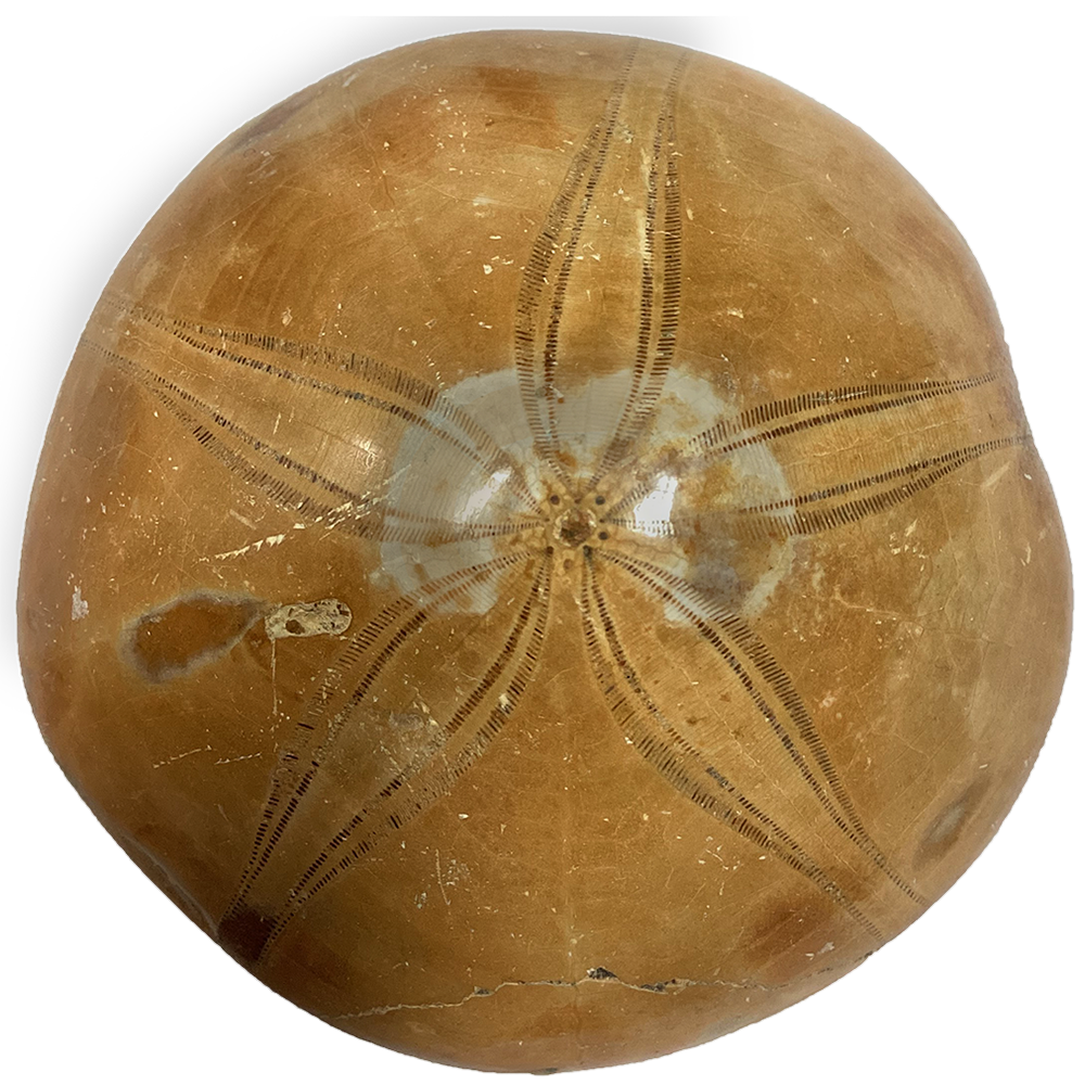 Natural Made Sand Dollar Fossil