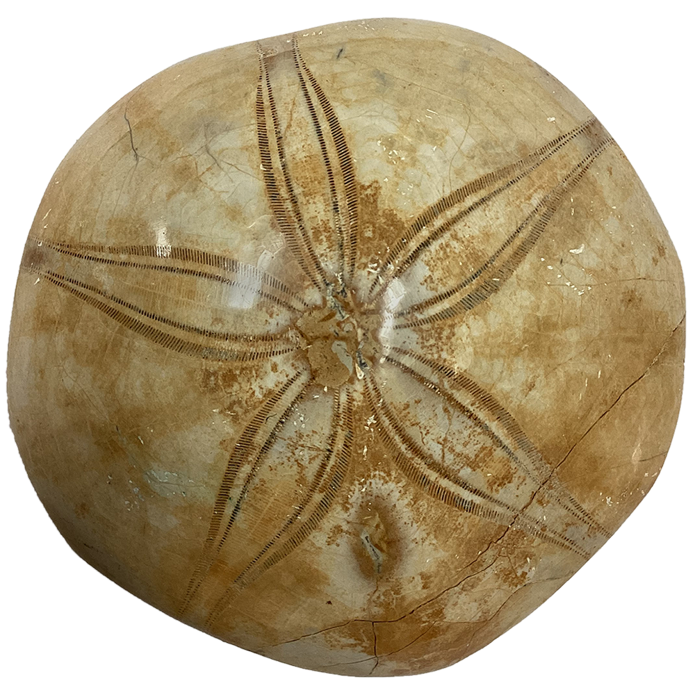 Natural Made Sand Dollar Fossil